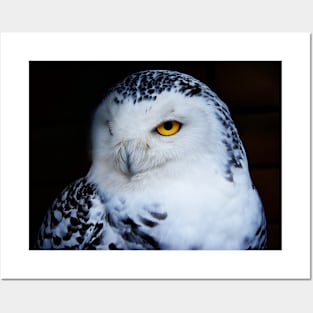 Snowy owl Posters and Art